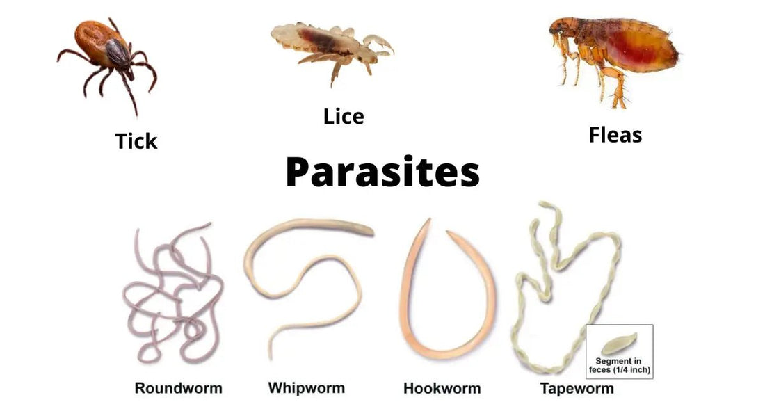 Benefits of cleansing the parasites - Pure Nutrition
